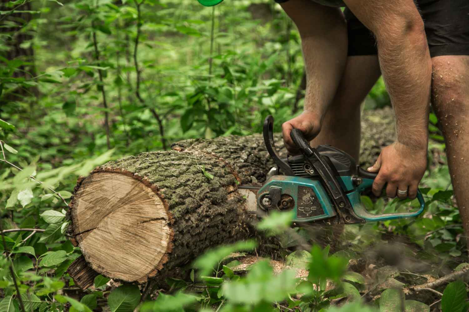 Best Dead Tree Removal  in South Uniontown, PA